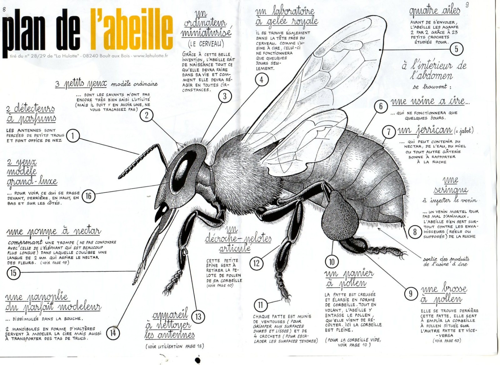 Plans de l'abeille Voici l'anatomie de nos vaillantes besognieuses ailée.