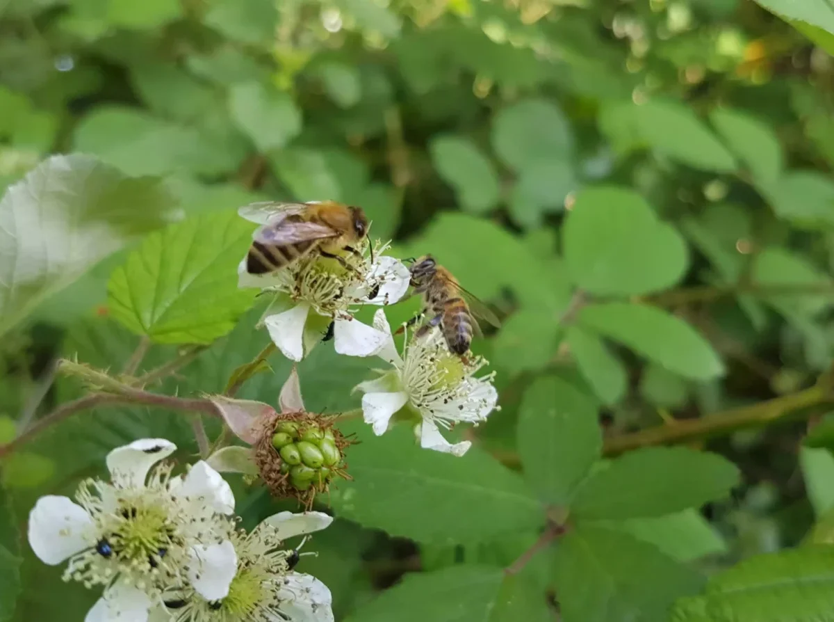 Abeilles butinant les fleurs blanches de ronce sauvage dans la Drôme.