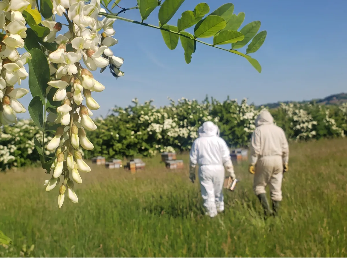 Deux apiculteurs en kombinaison marchant dans un pré fleuri en lisière de bois d'acacia pour inspecter les ruches des Ruchers de Saint-Joseph dans la Drôme des Collines.