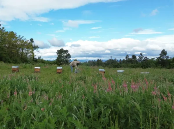 Mélanie qui visite ses ruches à gelée royale dans une belle prairie mellifère