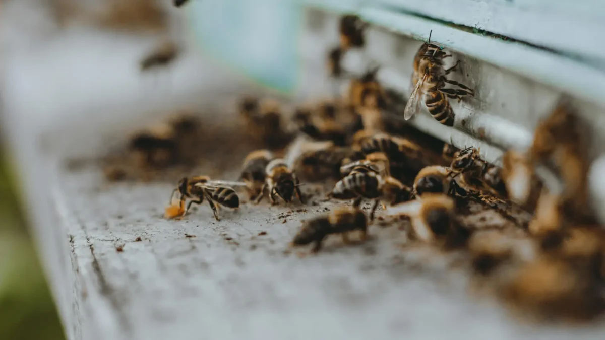 Abeilles à l'entrée d'une ruche