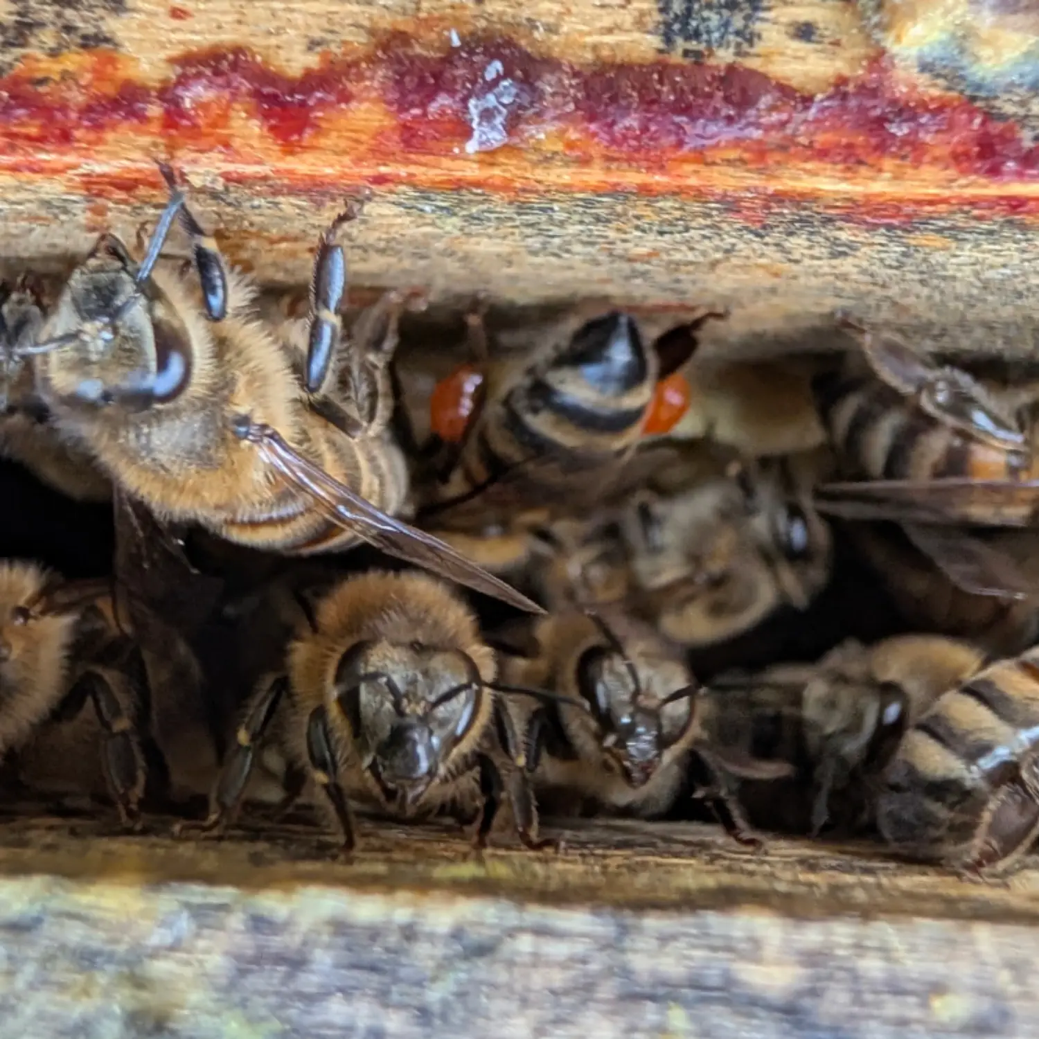 Gros plan macro d'abeilles à l'entrée d'une ruche en bois des Ruchers de Saint Joseph, avec des traces de propolis rouge visibles sur le cadre.