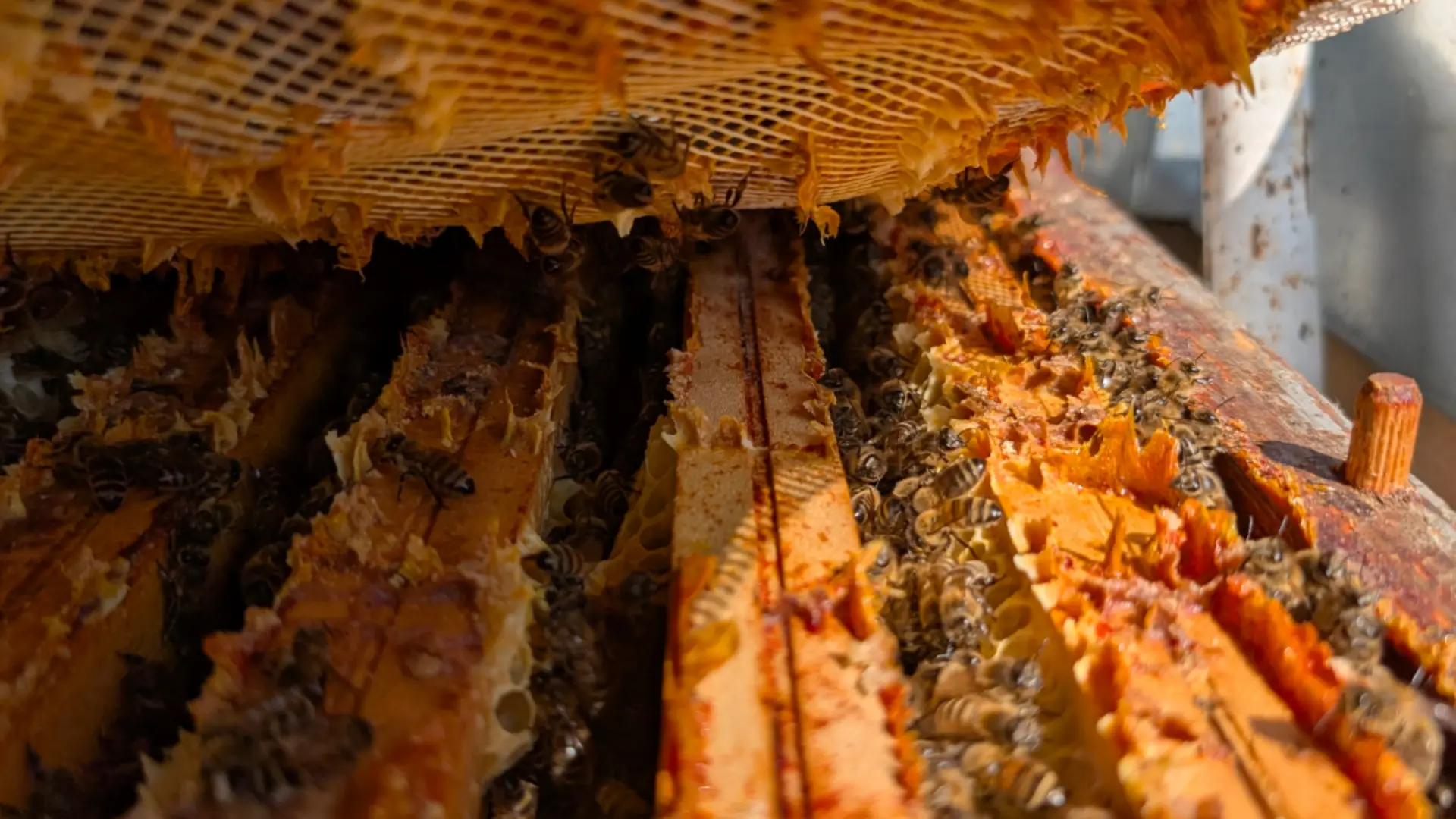 Ouverture d'une ruche avec des abeilles à l'intérieur.