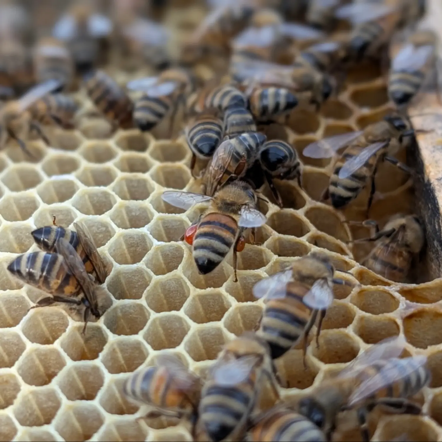 Abeilles posées sur une ruche