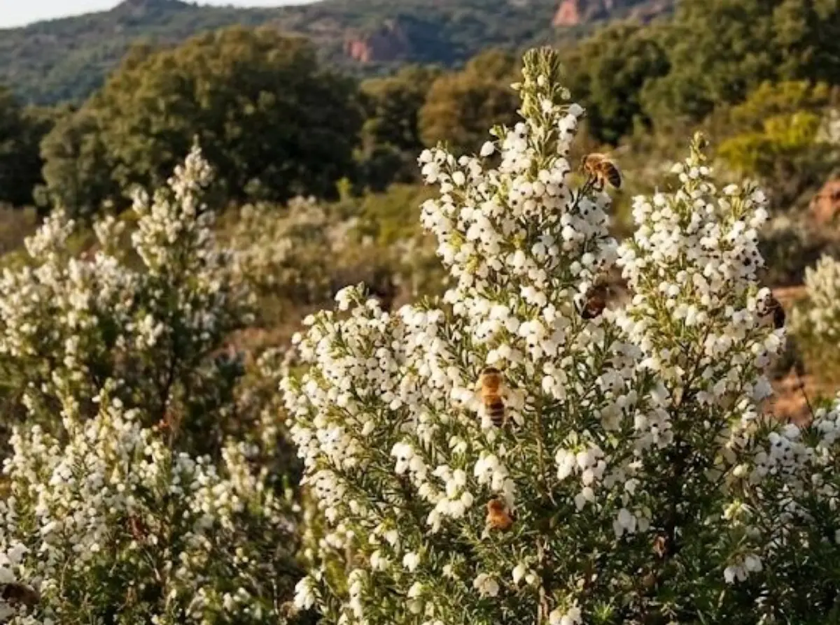 Photo de fleurs de bruyère blanche en compagnie d'abeilles qui butinent sur ces fleurs