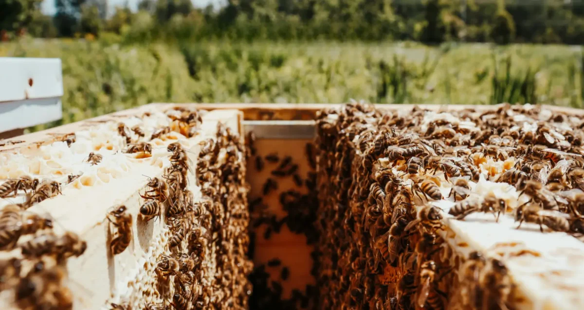 Zoom sur des abeilles dans une ruche