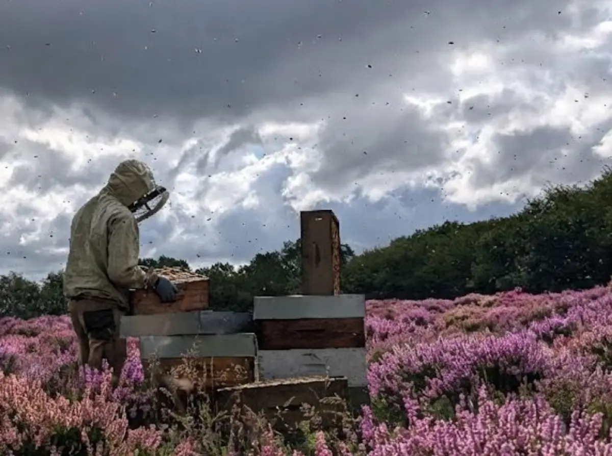 Apiculteur en combinaison travaillant sur des ruches au milieu d'un champ de bruyère en fleurs, avec de nombreuses abeilles en vol.